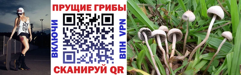 Галлюциногенные грибы прущие грибы  Тихорецк 